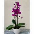 Orchid 'Purple Phalaenopsis'