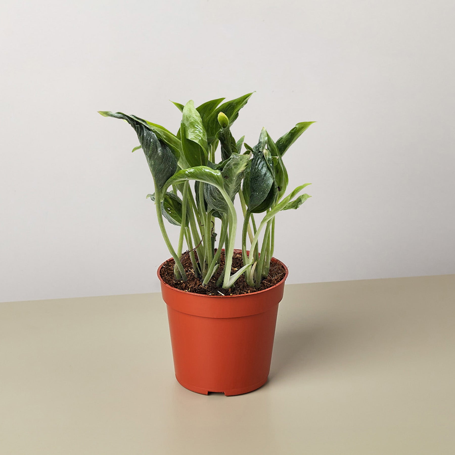variegated shangri la pothos Pothos Shangri La