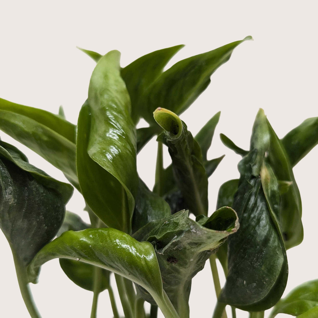 shangri la pothos variegated Pothos Shangri La