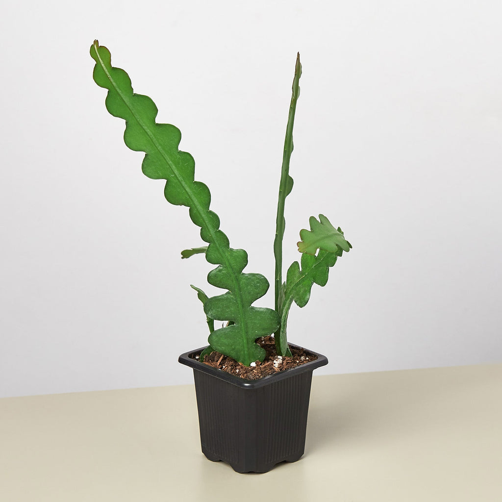 Hb Ric Rac Cactus Epiphyllum 'Ric Rac' Cactus – Happy Roots Supply Co.