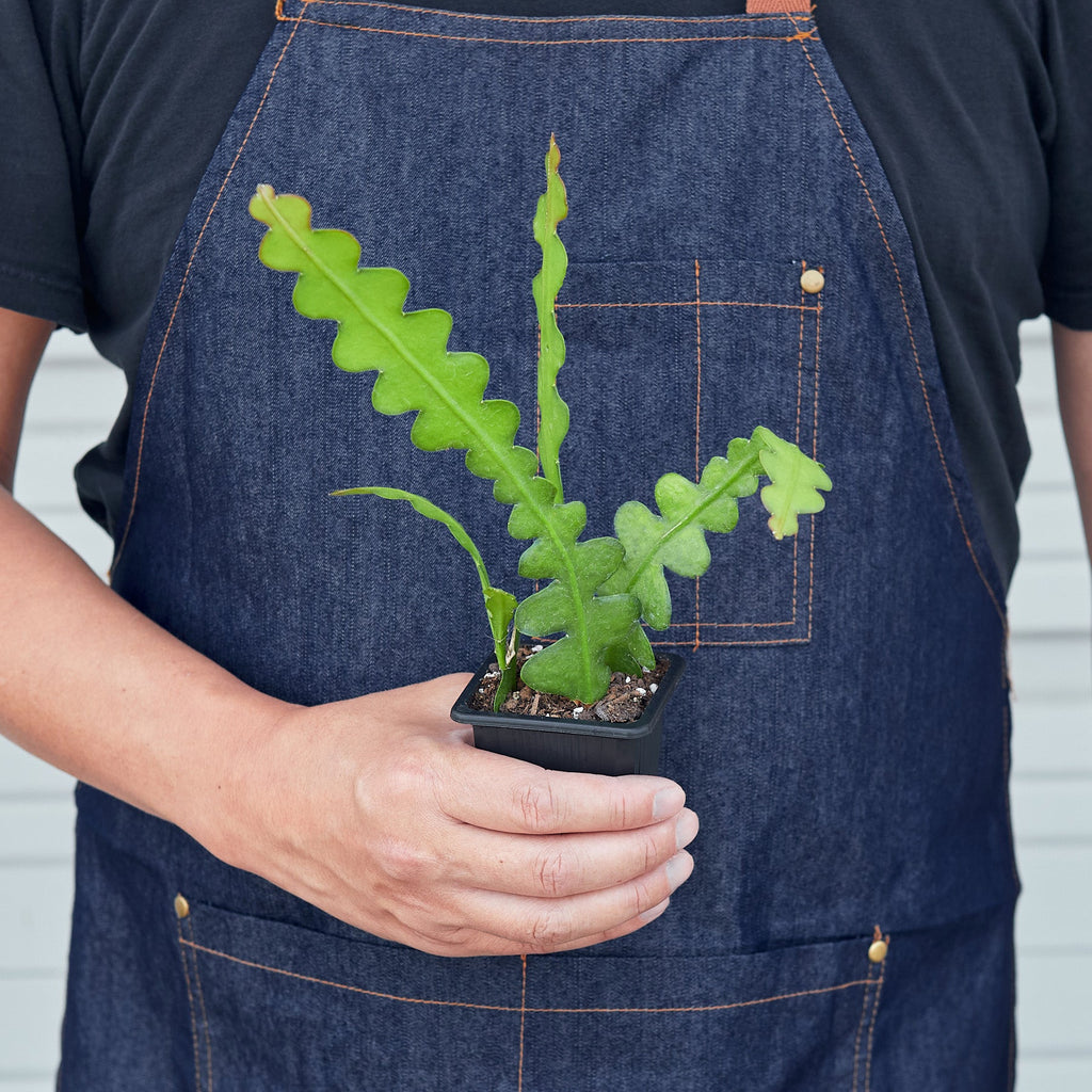 Ric Rac Cactus Roots Epiphyllum 'Ric Rac' Cactus β Happy Roots Supply Co.