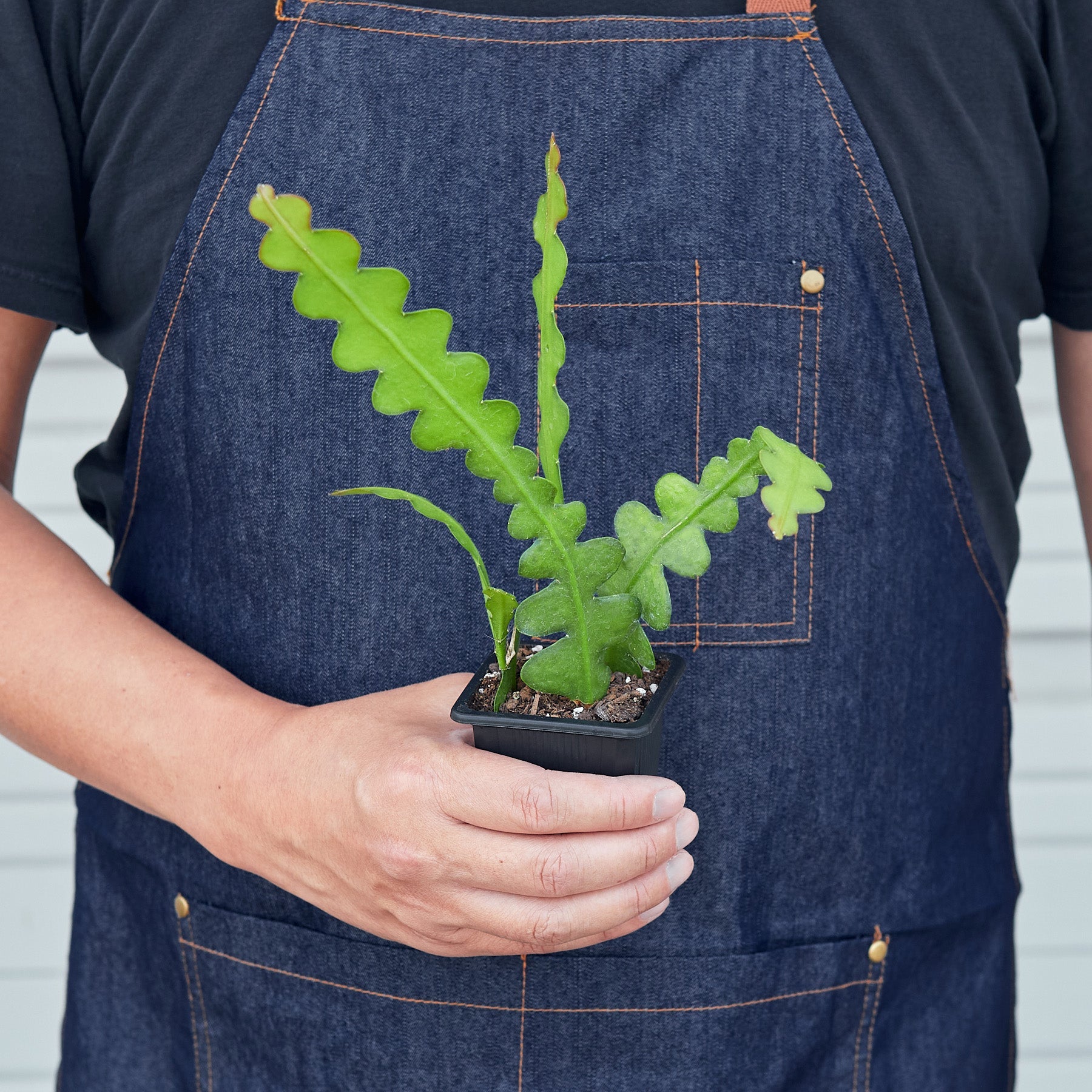 Epiphyllum 'Ric Rac' Cactus
