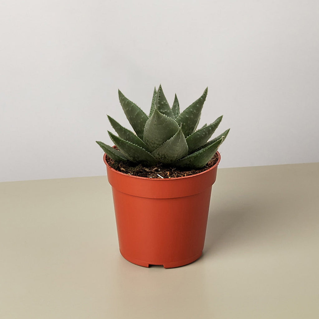 Succulent Haworthia Savanna