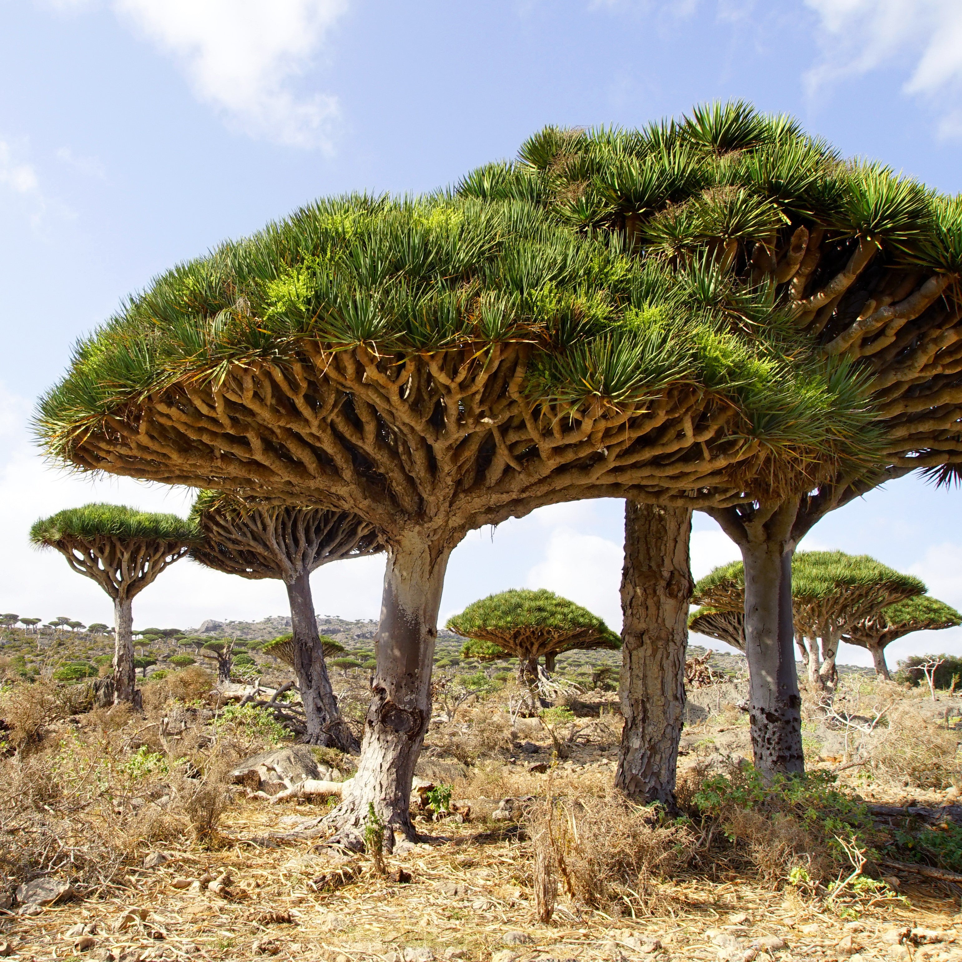 Photo of a dragon tree thriving under the African sun in an arid grassland setting. The tree features multiple branches with spiky leaves, 