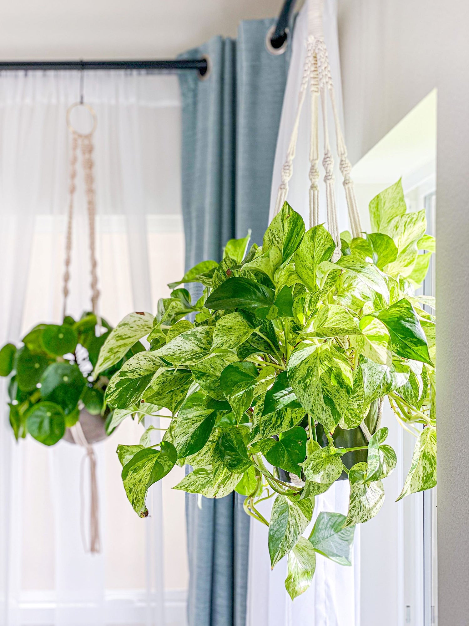 A marble queen pothos hanging in a macramé hanger from the ceiling in front of an open window. The window is framed with sheer curtains and blue drapes, allowing bright indirect sunlight to filter into the room. In the background, another houseplant, a pilea, can be seen hanging from the ceiling. Both plants appear healthy and lush, thriving in the sunlight.