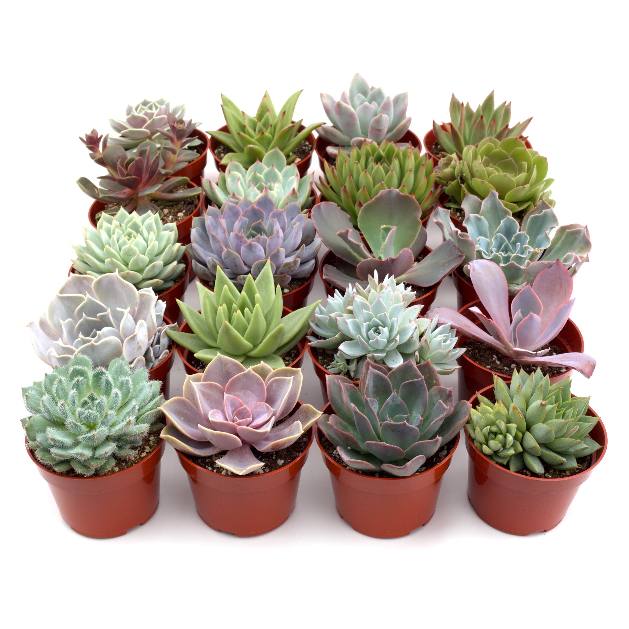 Happy Roots Supply Co. Rosette Succulent