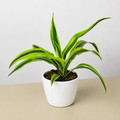 Dracaena 'Lemon Lime'