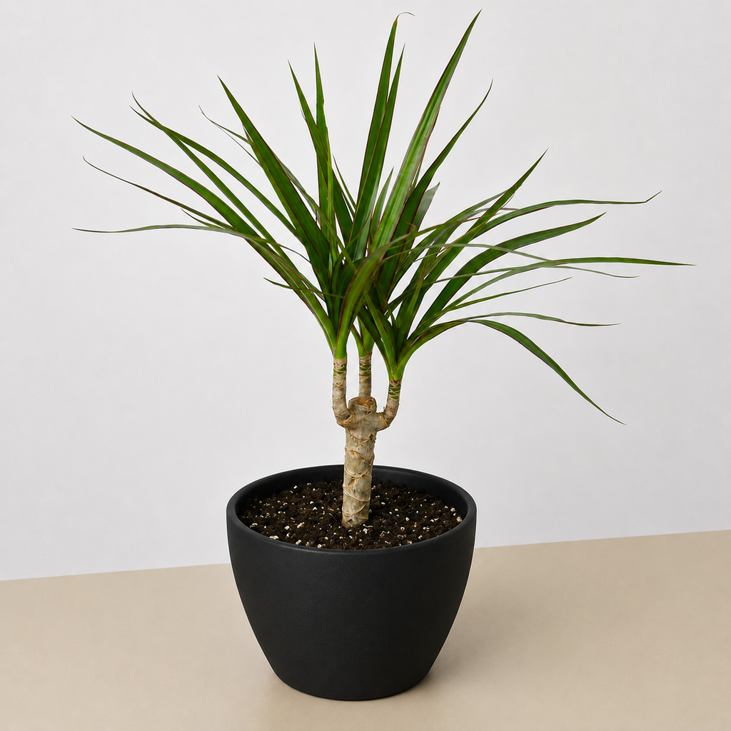 Dracaena 'Marginata Cane'