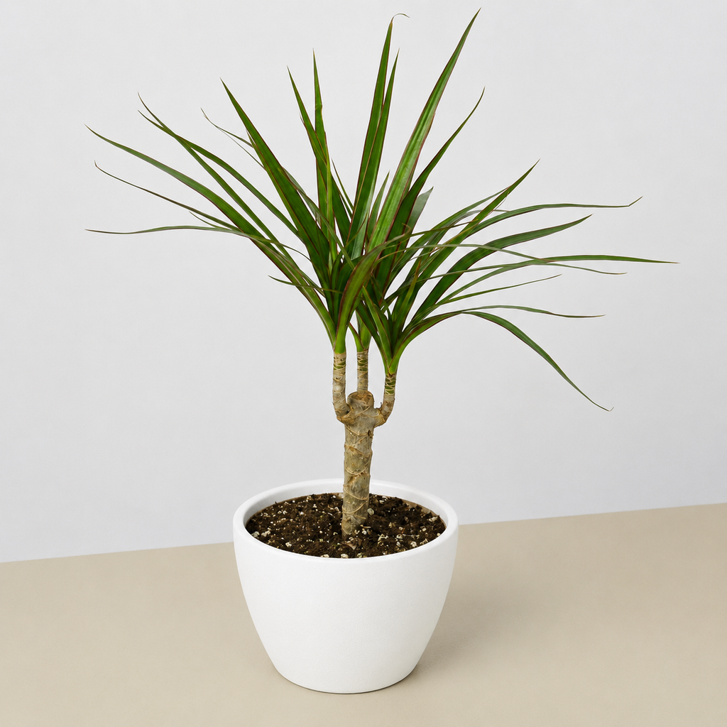 Dracaena 'Marginata Cane'