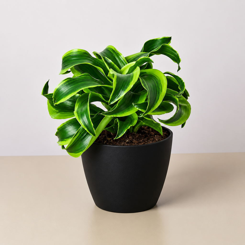 Dracaena 'Tornado'