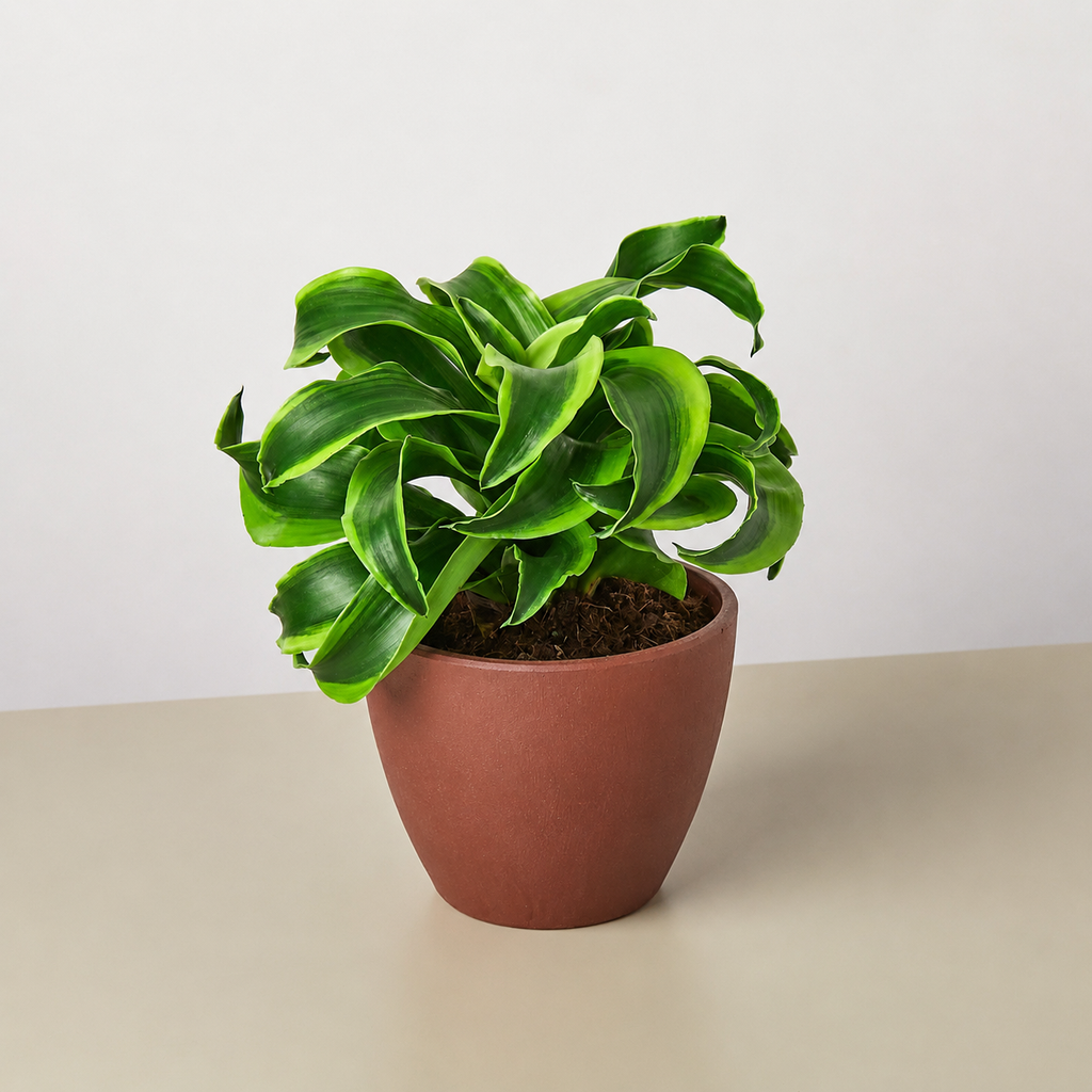Dracaena 'Tornado'