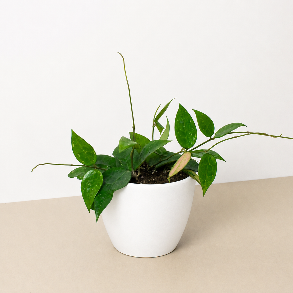 Hoya 'Black Margin'