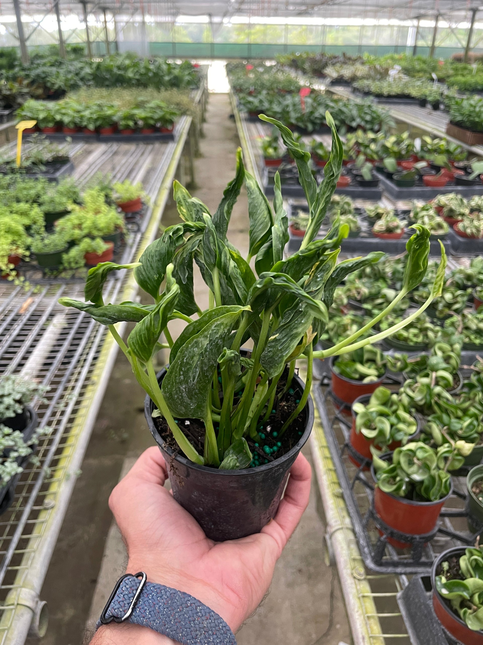 pothos 'shangri ooh la la' Pothos Shangri La
