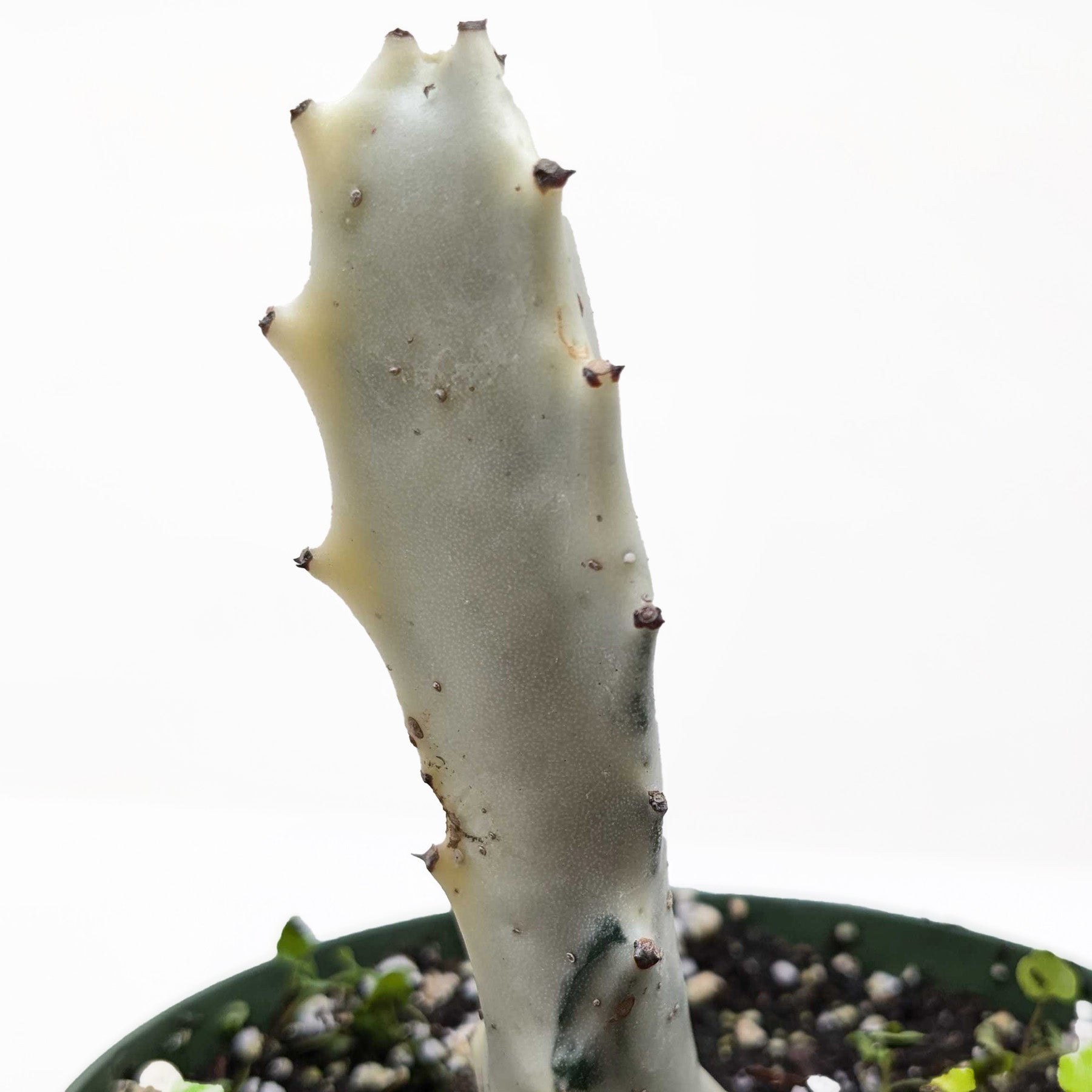 4" Succulent Euphorbia 'Dragon Bone'