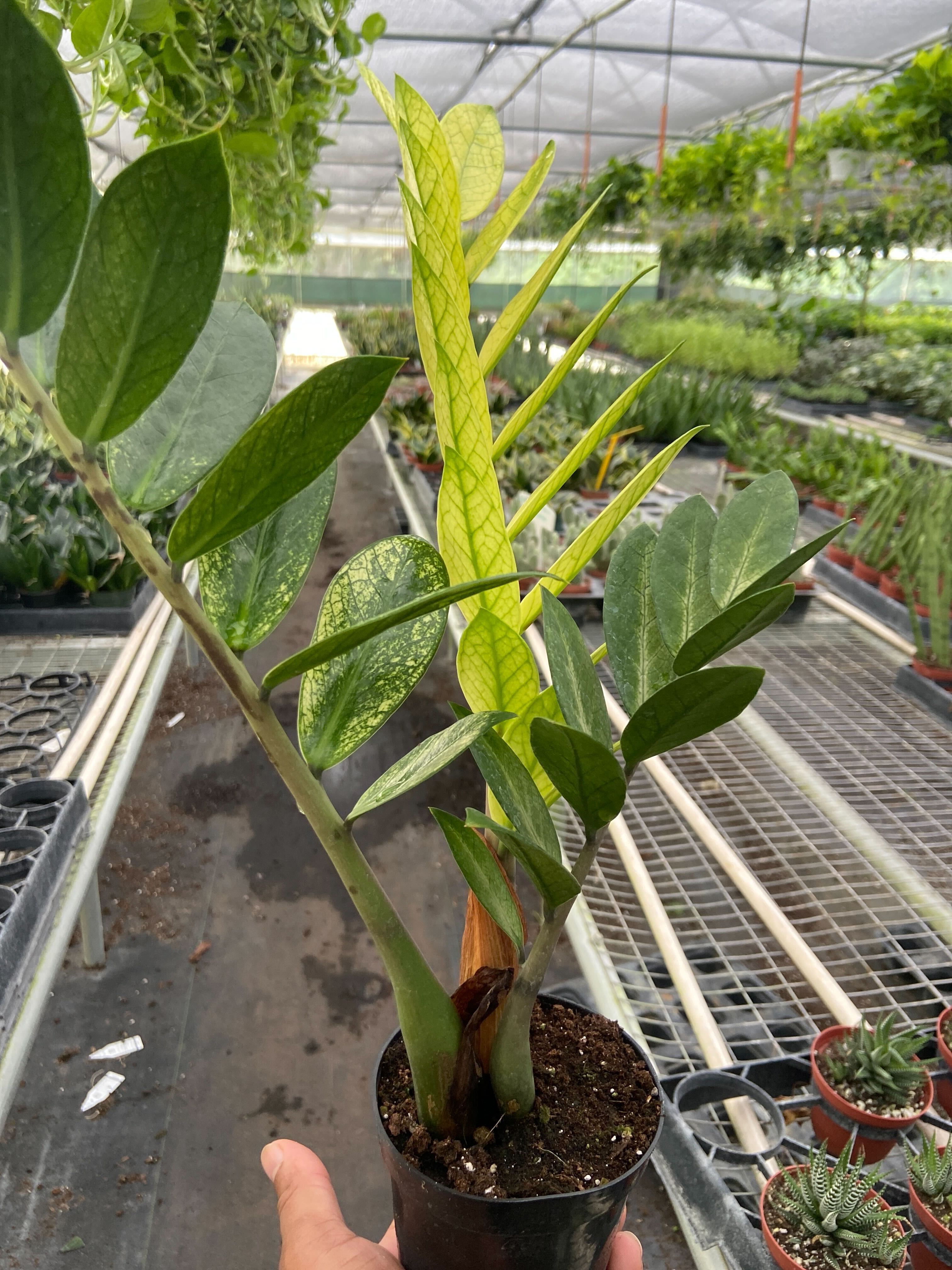 Zamioculcas 'Chameleon' – Happy Roots Supply Co.