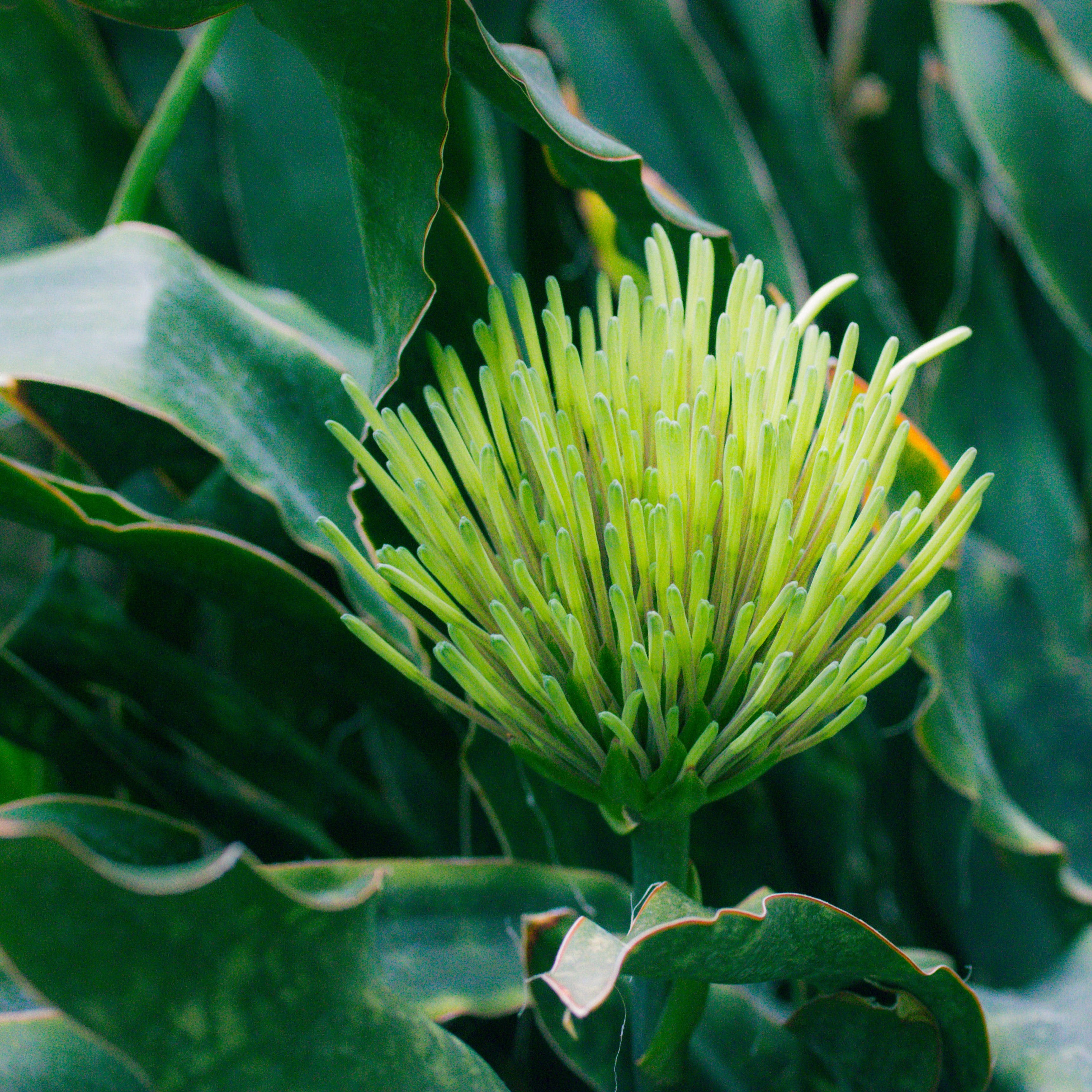 Photo of a blooming Dracaena trifasciata, with light green and yellow-hued flowers that create a striking contrast against the dark green leaves.