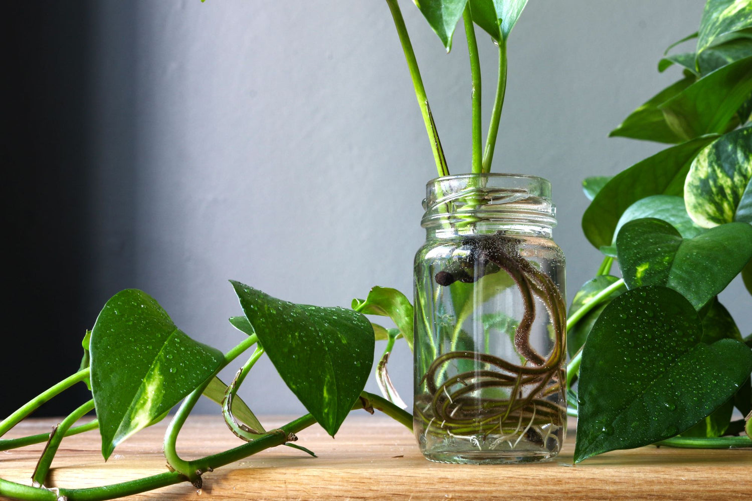 A jar of water containing a propagating pothos plant. The plant's roots can be seen curling around in the water. Droplets of water on the plant's leaves, which are lush and green, and shoot upward on thin stems. The plant is thriving in its watery environment, and the roots are visibly growing, indicating successful propagation. The water jar adds a unique decorative element.