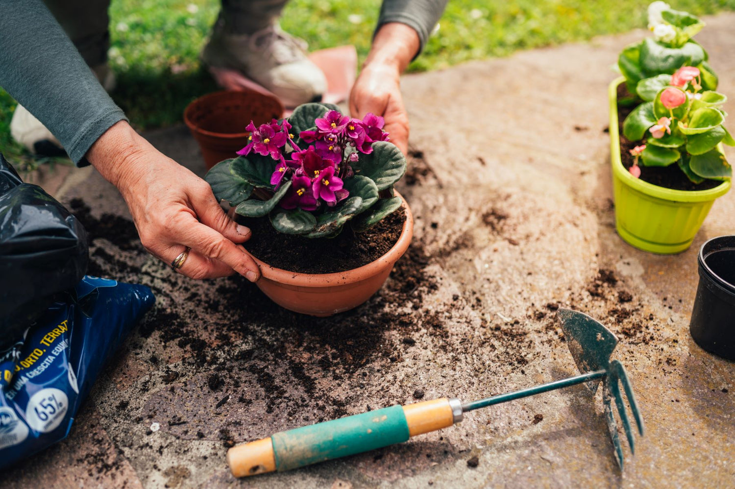 A pair of hands repotting a pink African violet plant outdoors on the pavement. The hands are wearing tennis shoes and holding a gardening tool, while the plant is in a nursery pot surrounded by soil. There is grass visible in the background, and the weather appears sunny.