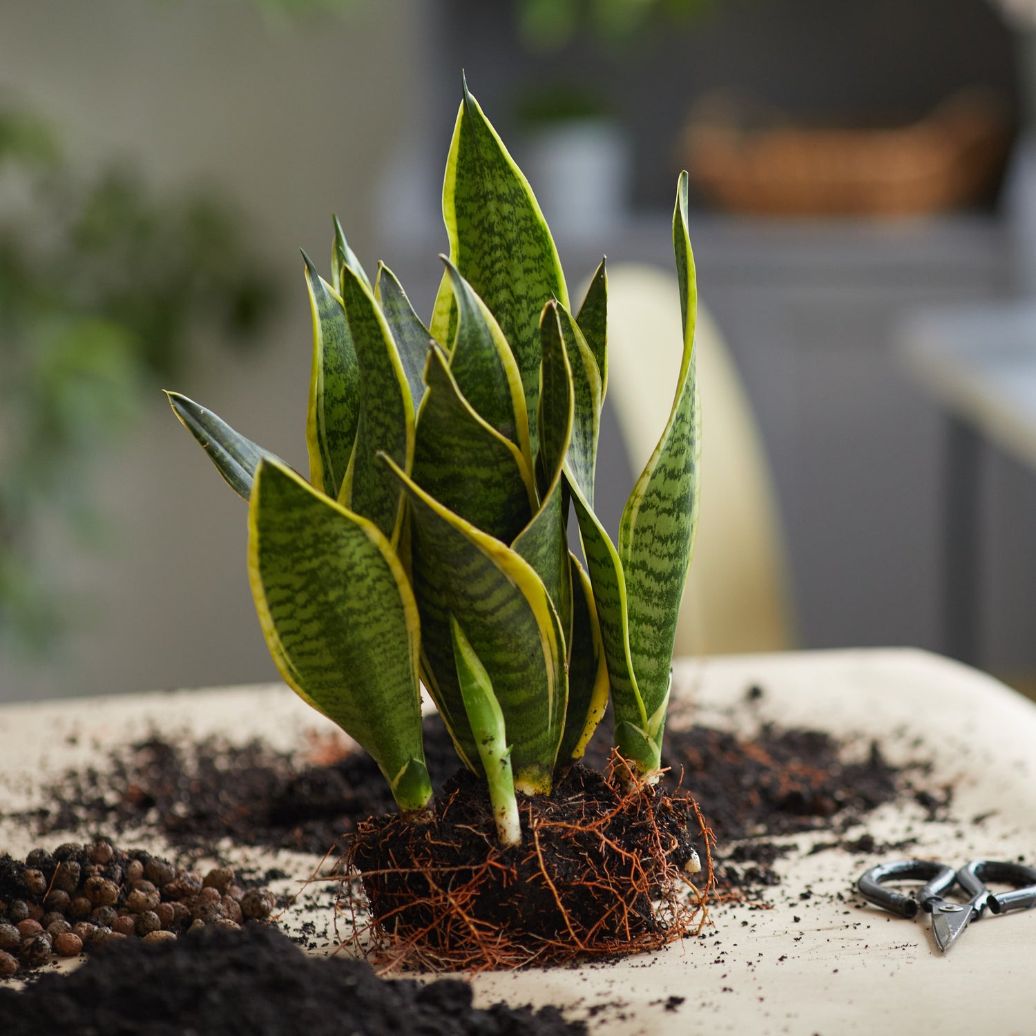 Photo of a Dracaena trifasciata 'Laurentii' snake plant, displaying vivid yellow stripes, with exposed roots ready to be repotted. The roots, tinged with red, are visible on a table alongside small black scissors. Hydroballs are positioned to the left, while the blurred background.