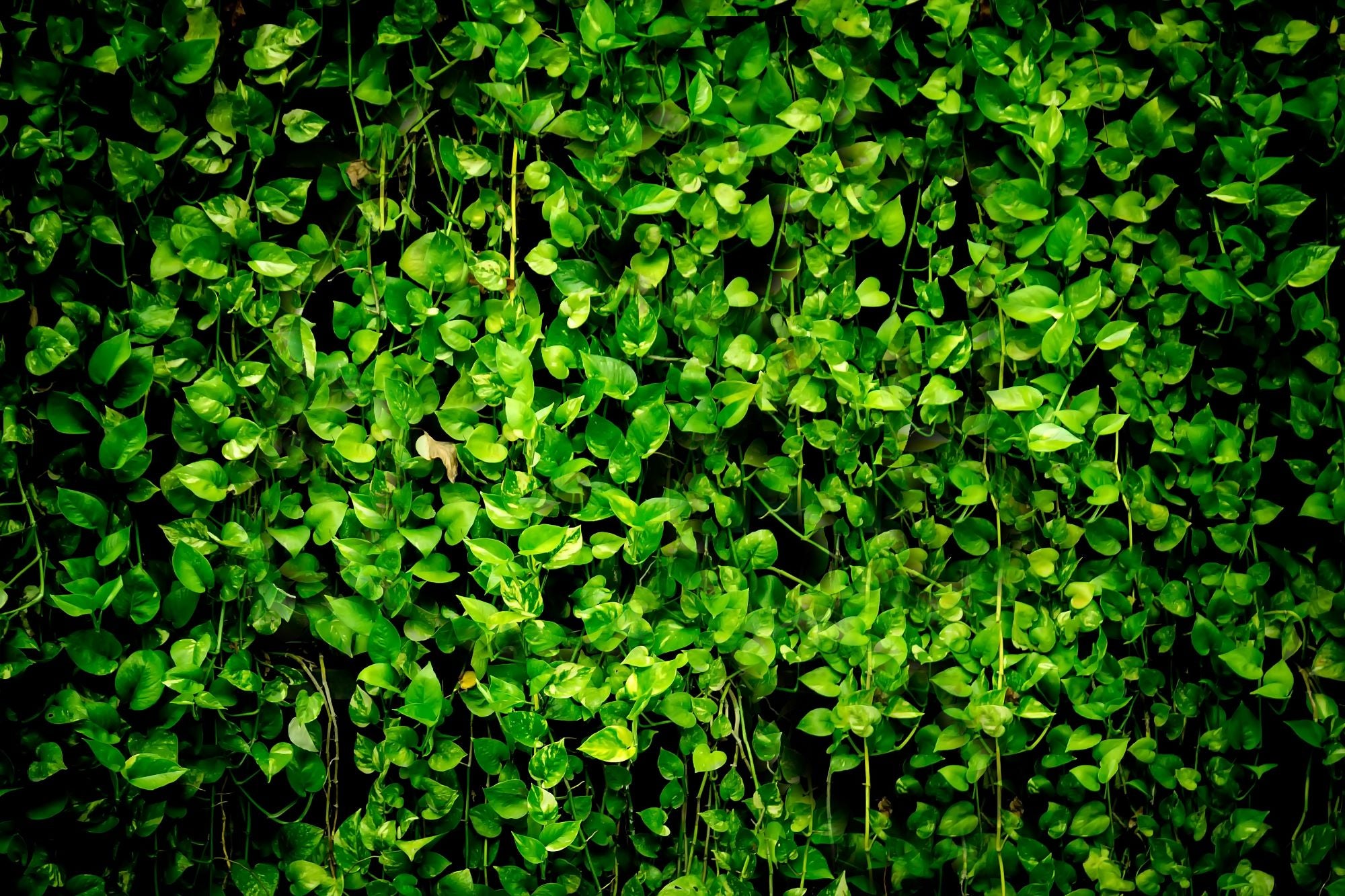 A wall covered in golden pothos, which waterfall downward, blocking their growing surface. The vines are visible and their leaves appear lush and healthy. The center of the wall is highlighted by bright sunlight, which adds depth and texture to the image. The golden pothos plants create a unique and natural wall décor, adding vibrancy and warmth to the space.