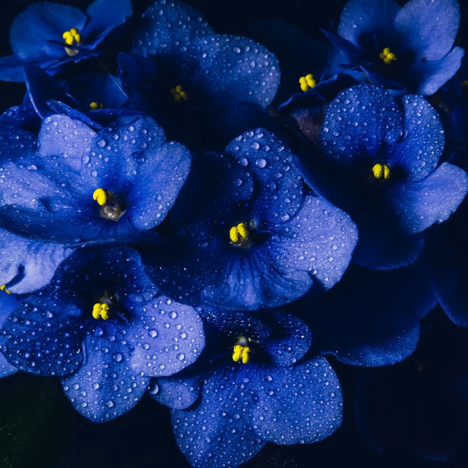 A blue African violet with blustering blooms, featuring water droplets sprinkled on the petals. The front light highlights the contrast between the flowers and the darker background.