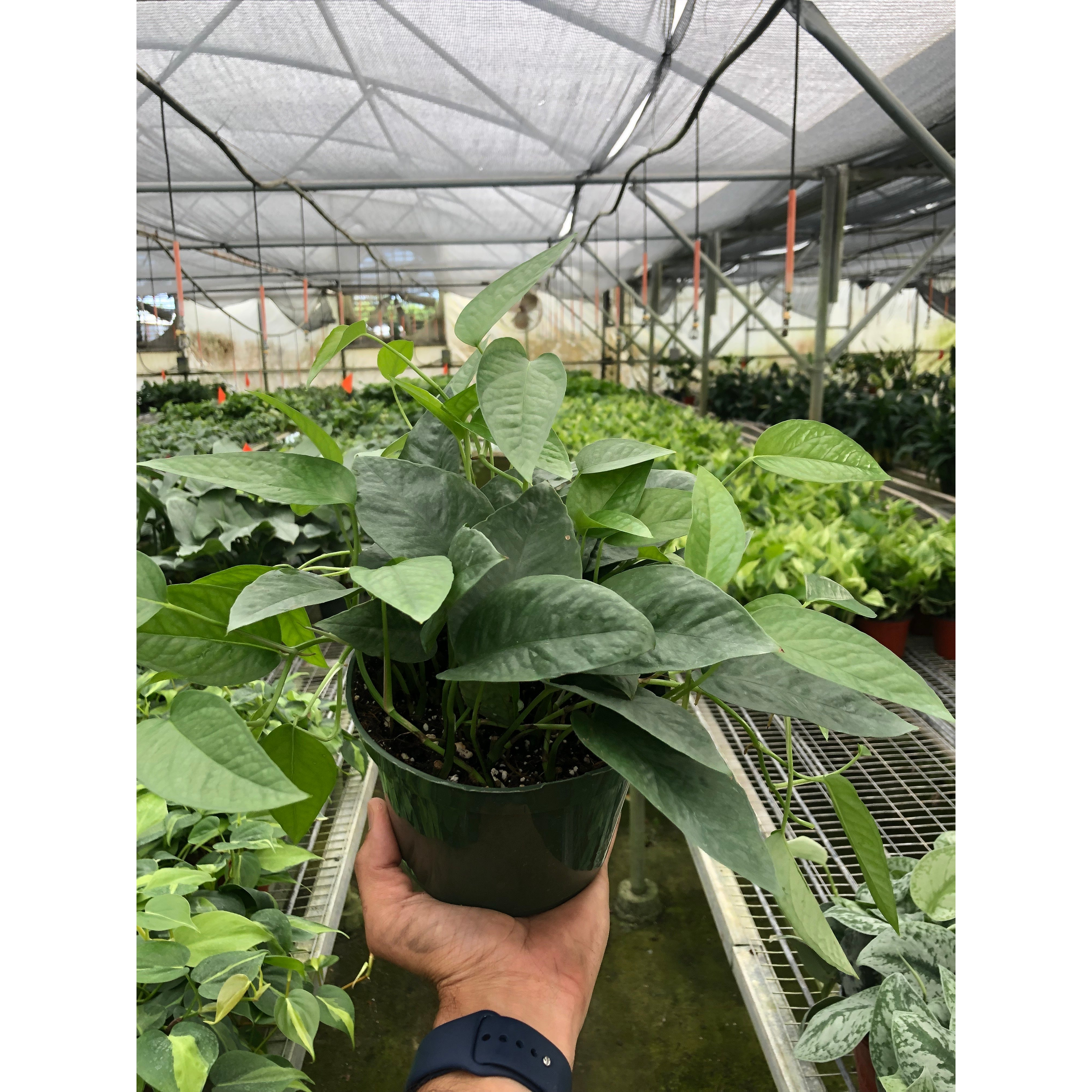Pothos 'Cebu Blue'