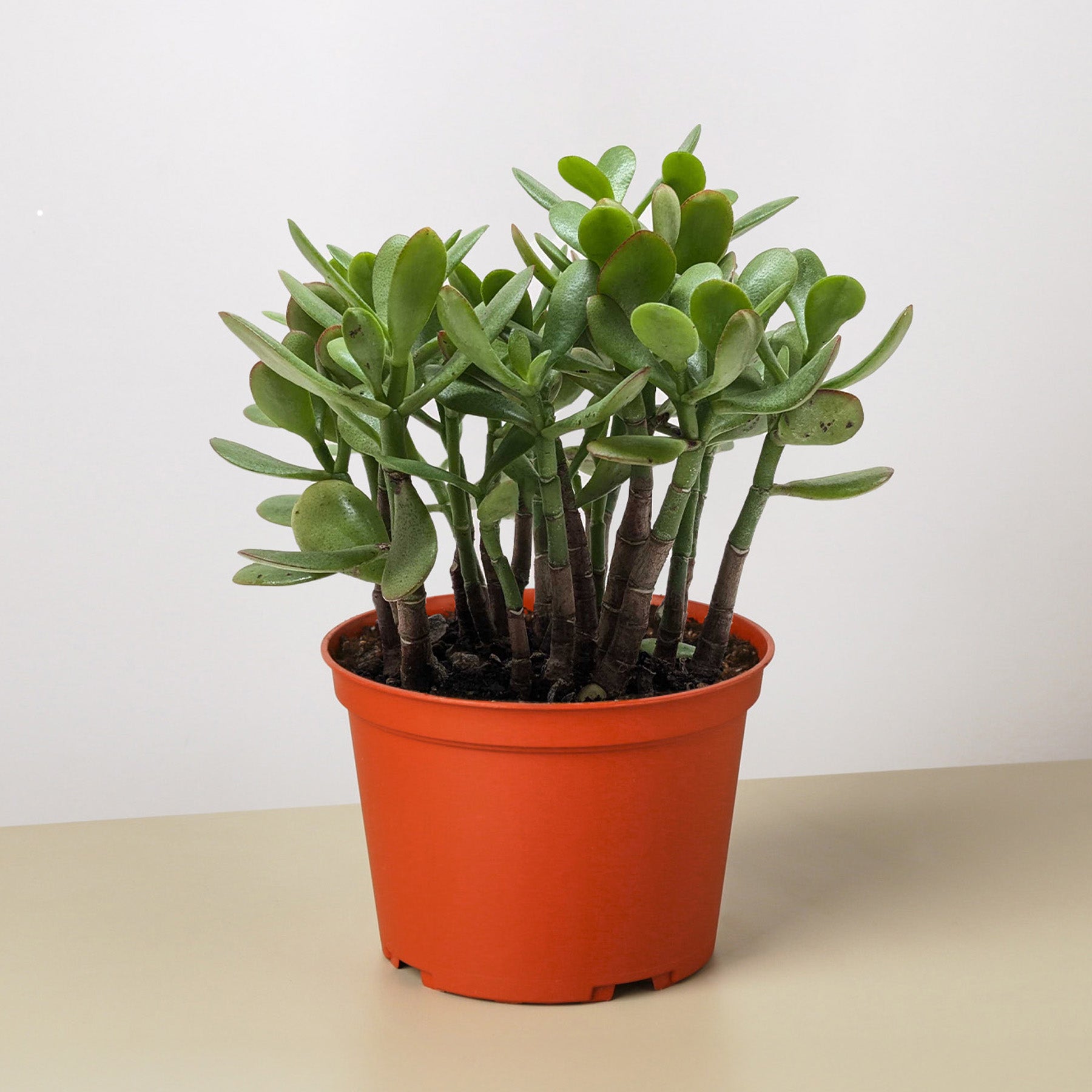 jade plant value Succulent Crassula 'Jade' 4" Pot