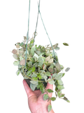 Hoya Krohiana 'Eskimo'