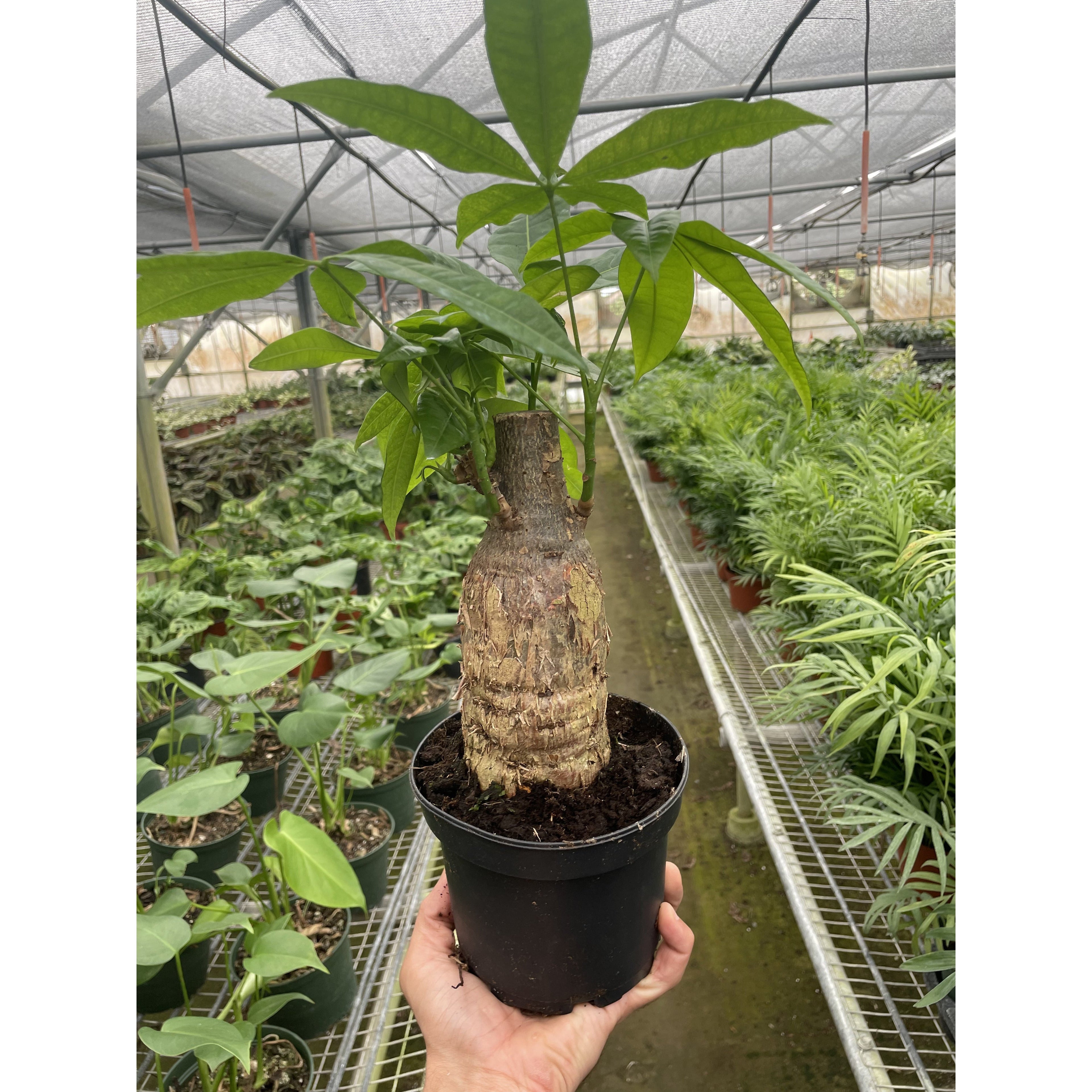 money tree chestnut Money Tree 'Guiana Chestnut' Pachira Stump