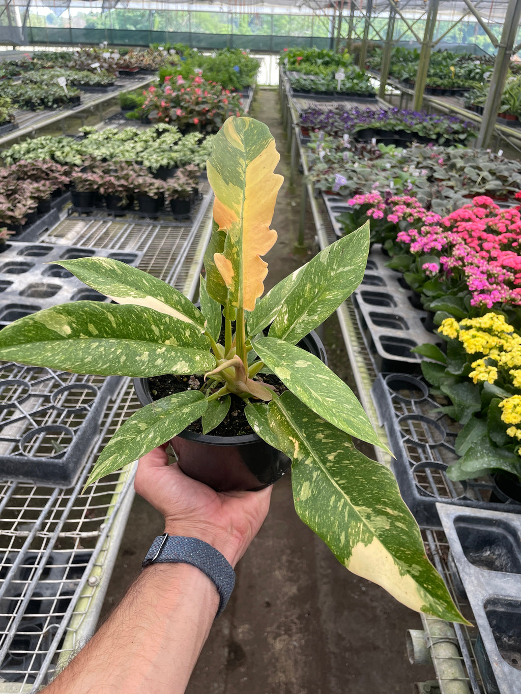 Philodendron 'Variegated Ring of Fire'