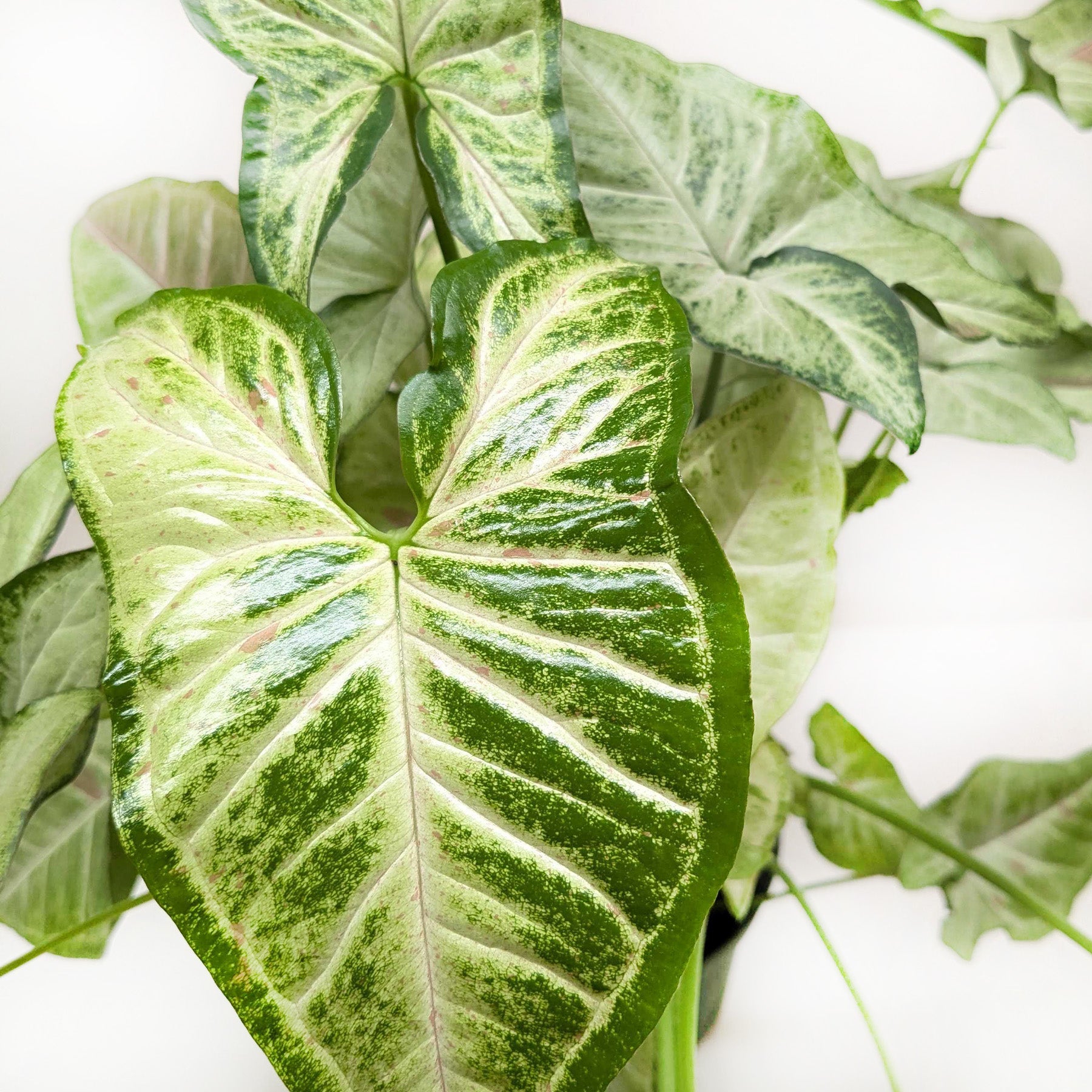 Syngonium 'Confetti'