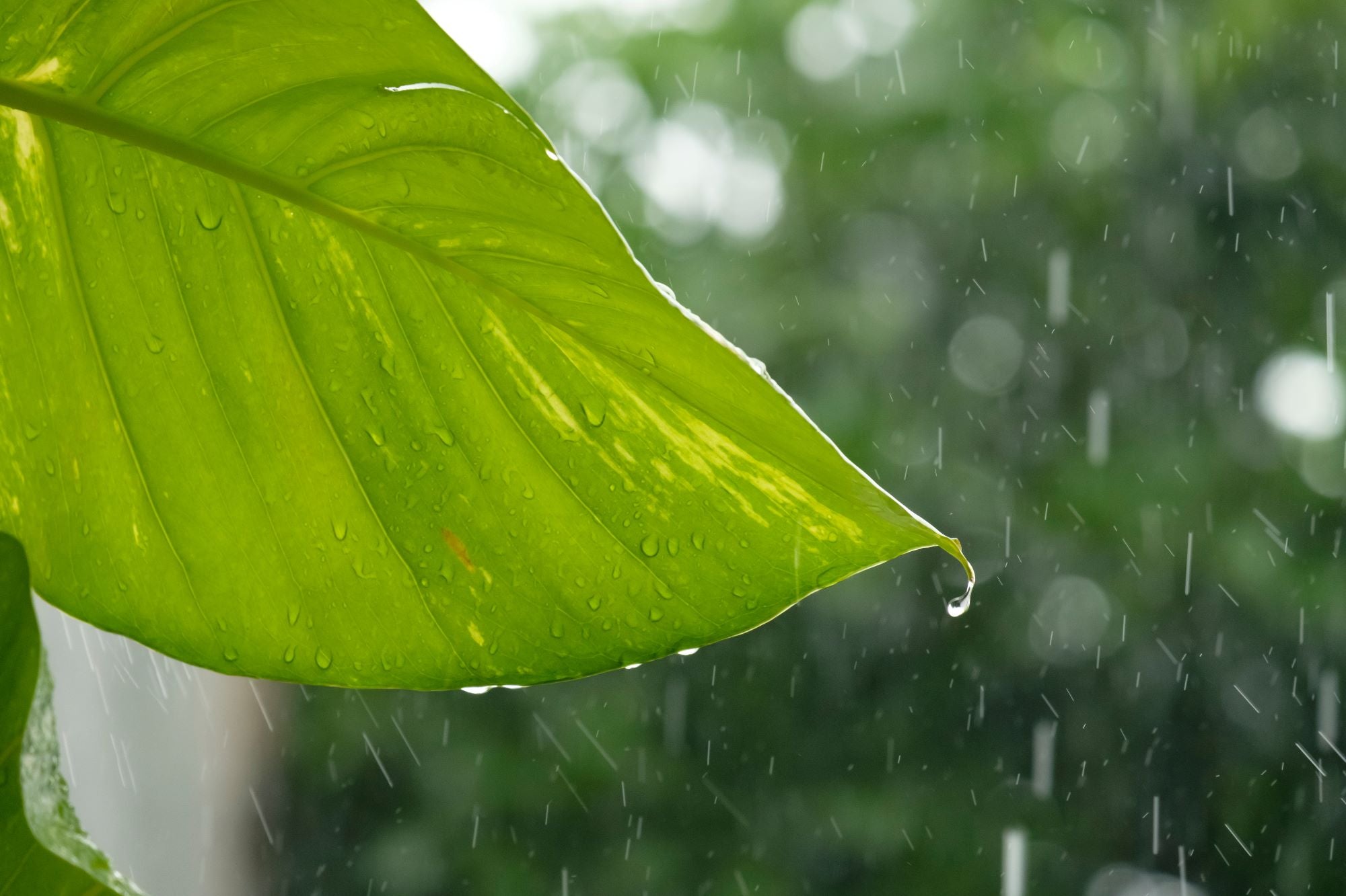 A close-up view of a pothos leaf as it is being rained on during a weather event. Droplets of water can be seen rolling down the leaf, with some of them falling off the tip. The backlit natural sunlight illuminates the leaf, highlighting its vibrant green color and creating a beautiful contrast with the gray and rainy background. The image also includes flickers of rain in the foreground.