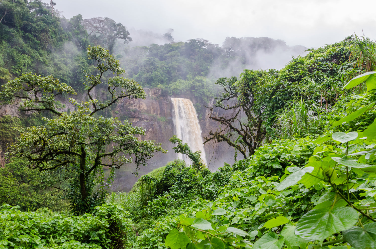 The image shows a tropical rainforest or jungle with a waterfall in the background. Clouds of mist are billowing up, framing the mountainous, tree-covered background.