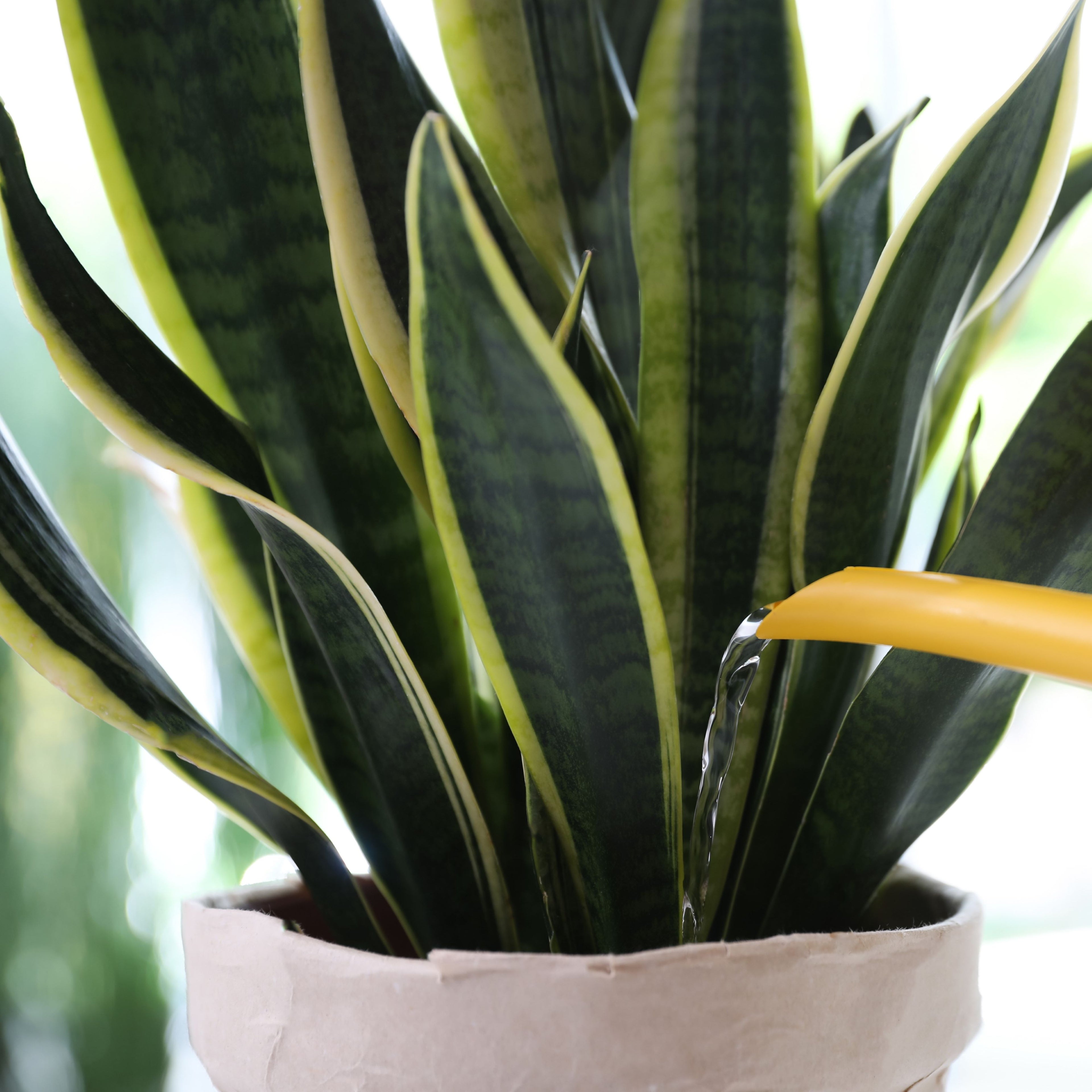 Photo of a Dracaena trifasciata 'Laurentii' snake plant being gently watered with a yellow watering can.