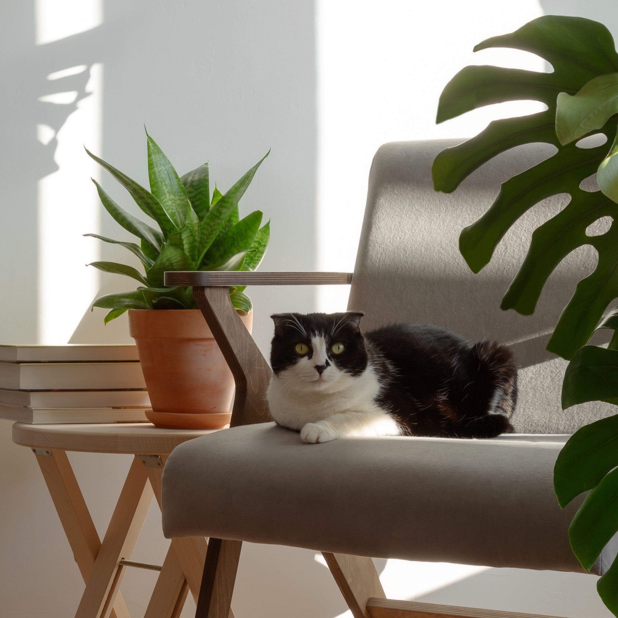 Photo of a black cat with white spots resting on an armchair beside a snake plant houseplant and a stack of books on a side table. In the foreground, a Monstera leaf catches the eye, while the room is illuminated by the soft light pouring in through a nearby window.