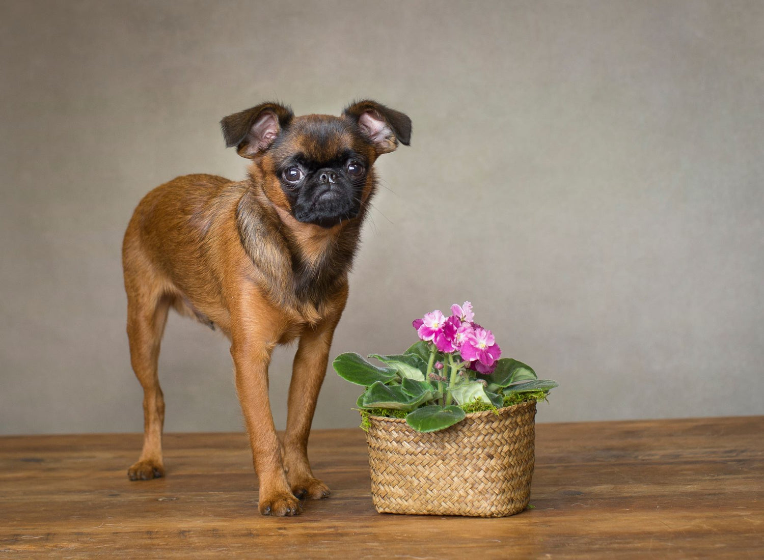 The image features a small brown and black dog resembling a pug or chihuahua standing next to a non-toxic houseplant, the African violet, in a wicker basket. The scene takes place on a pine floor with a gray background.
