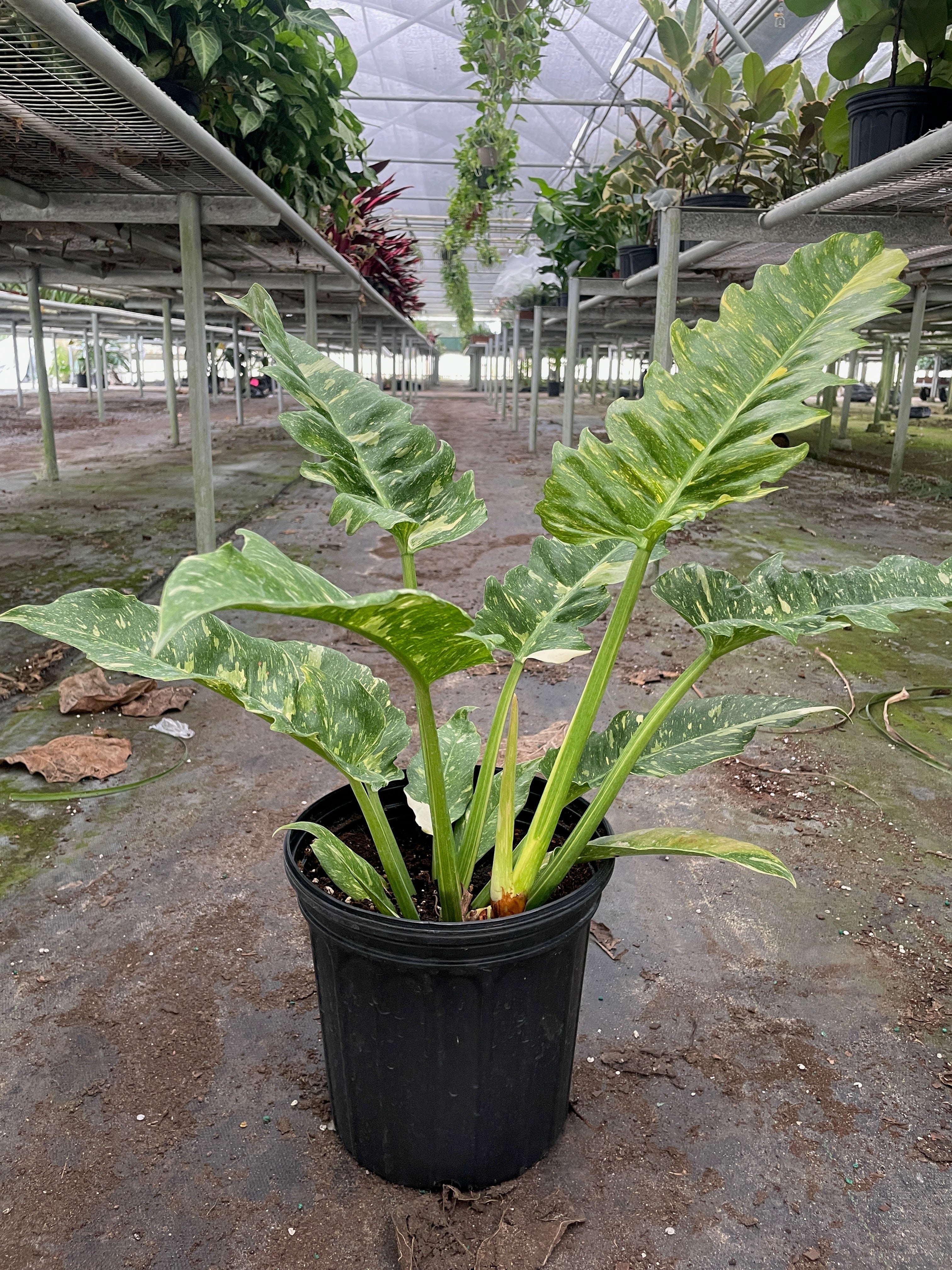 Philodendron 'Variegated Ring of Fire'