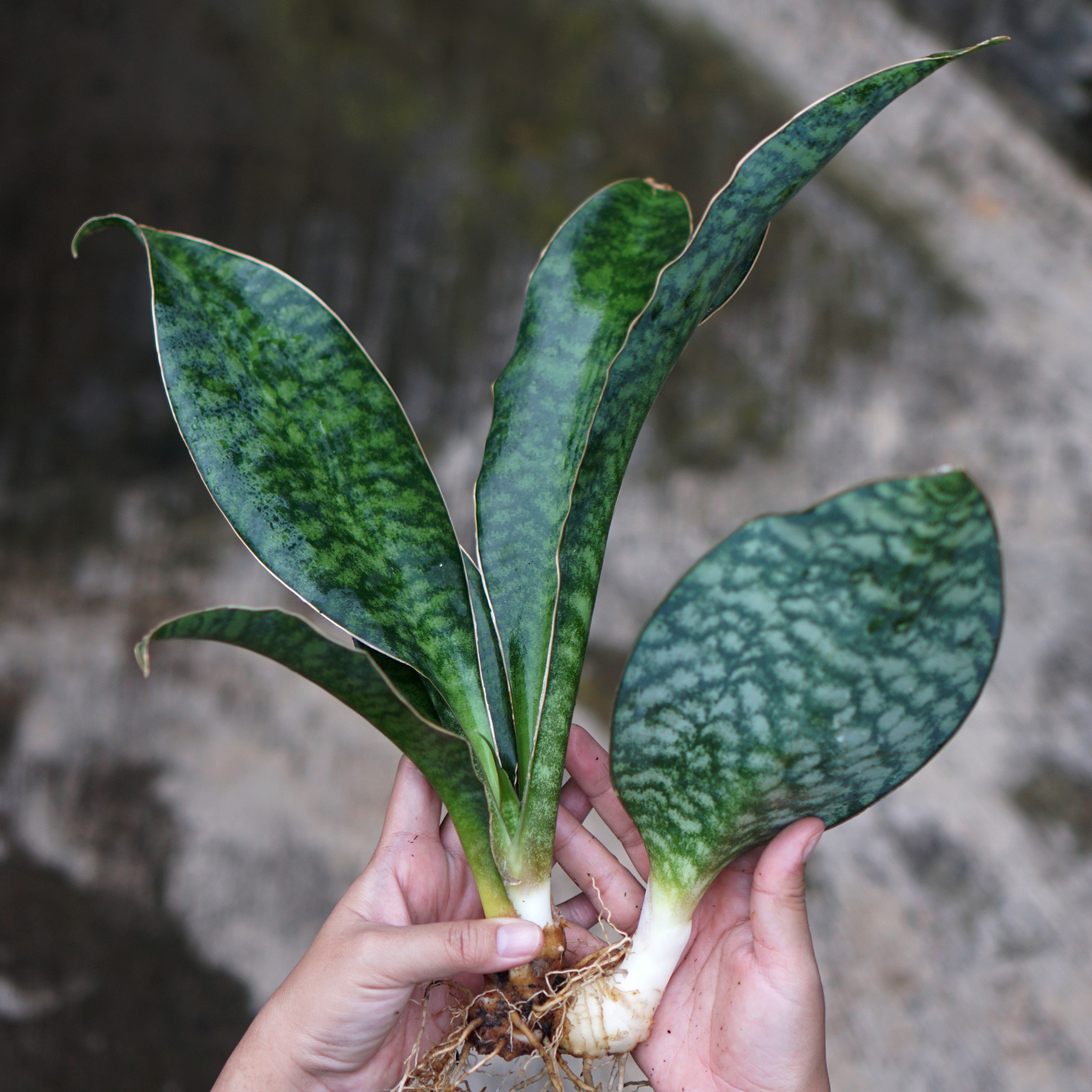 Photo of hands holding a cleaned snake plant, delicately separating the stems where they clump together.