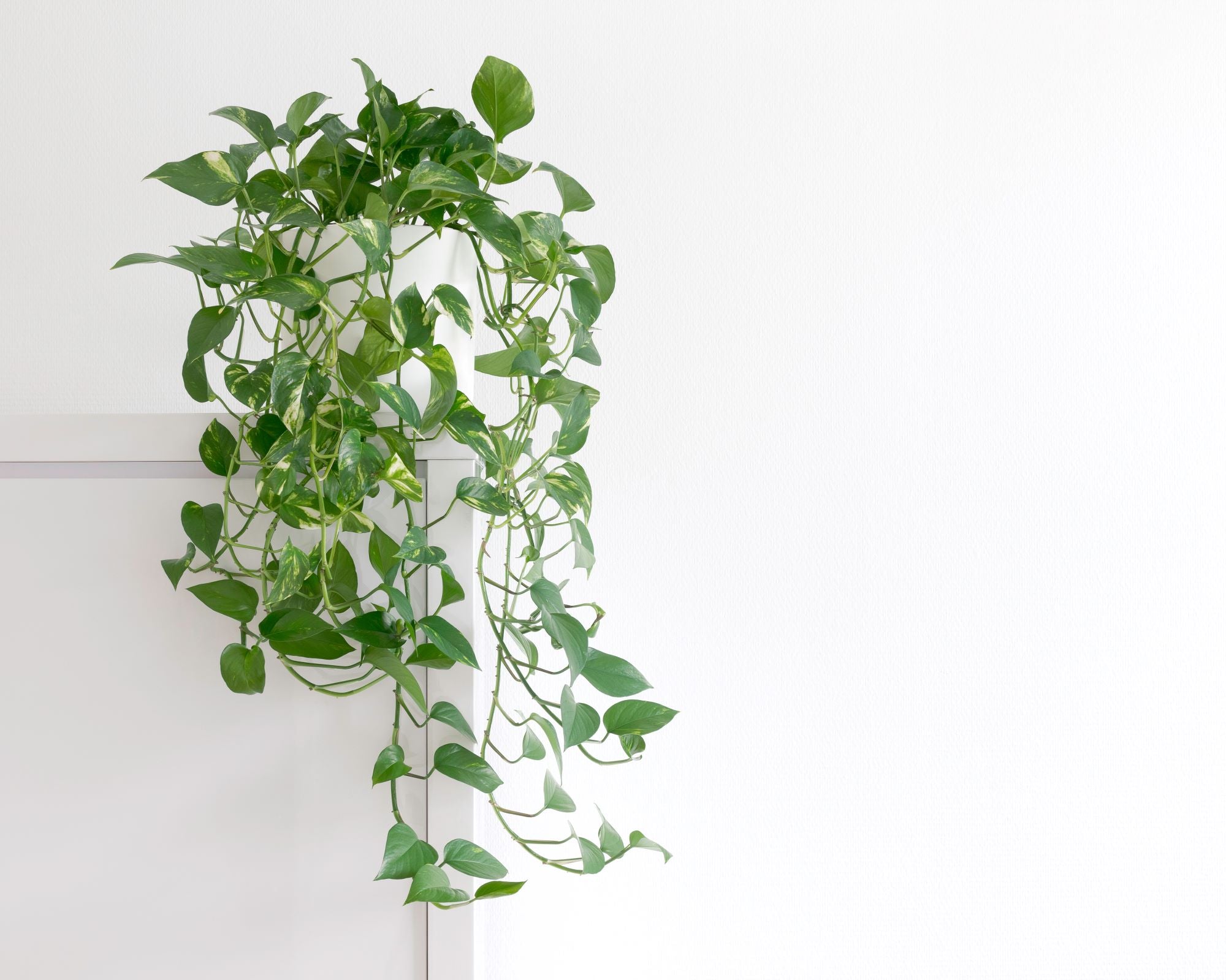 A golden pothos plant in a white pot, placed on a white ledge with a white background. The pothos vines over the edge of its pot, creating a natural and flowing appearance. The vibrant green color of the pothos leaves stands out against the white background, creating a visually appealing display.
