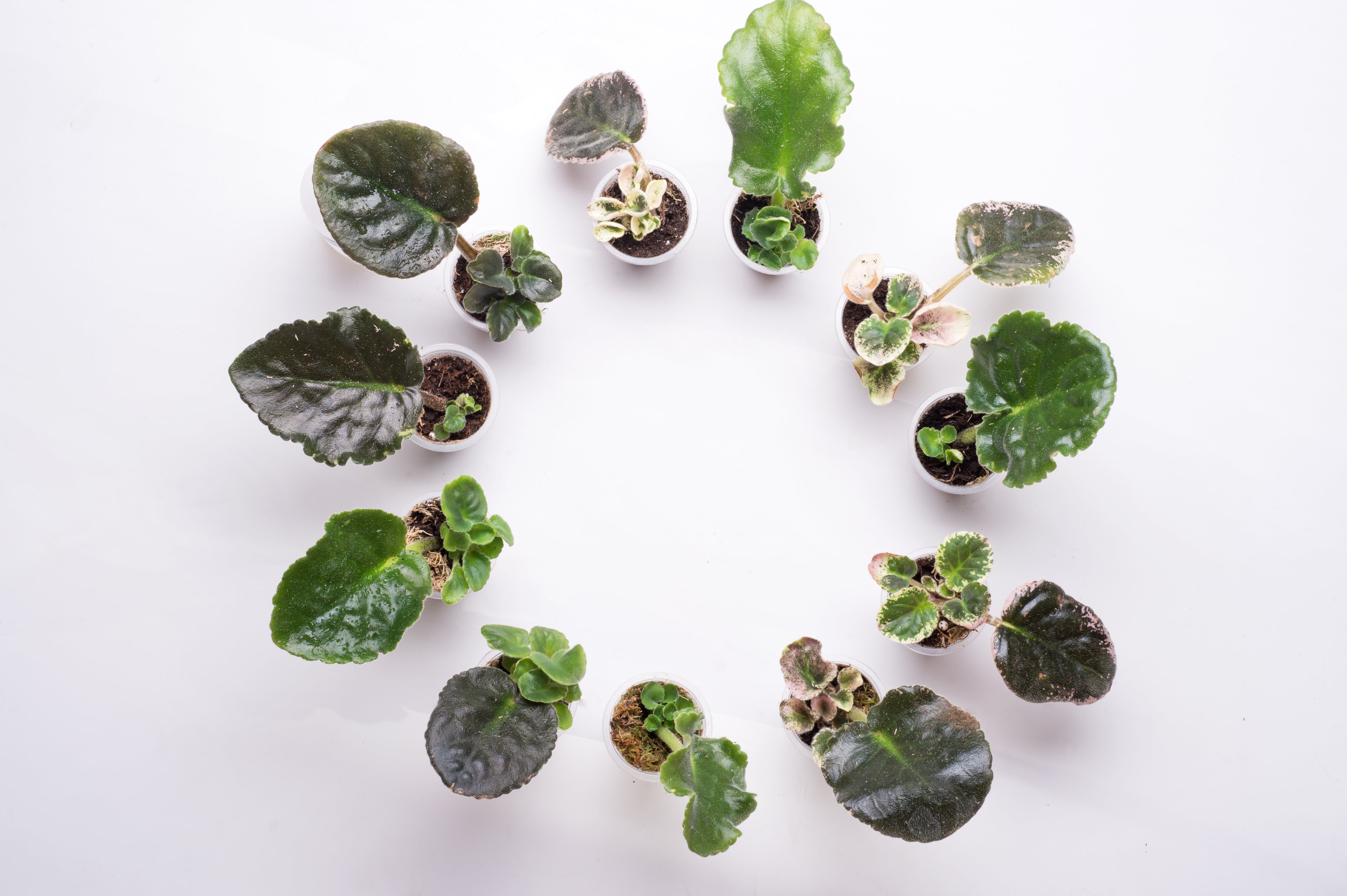 The image shows a ring of African violets propagating in cups, arranged in a circle on a white background. Each cup contains a singular leaf and sometimes multiple buds sprout from the leaf.