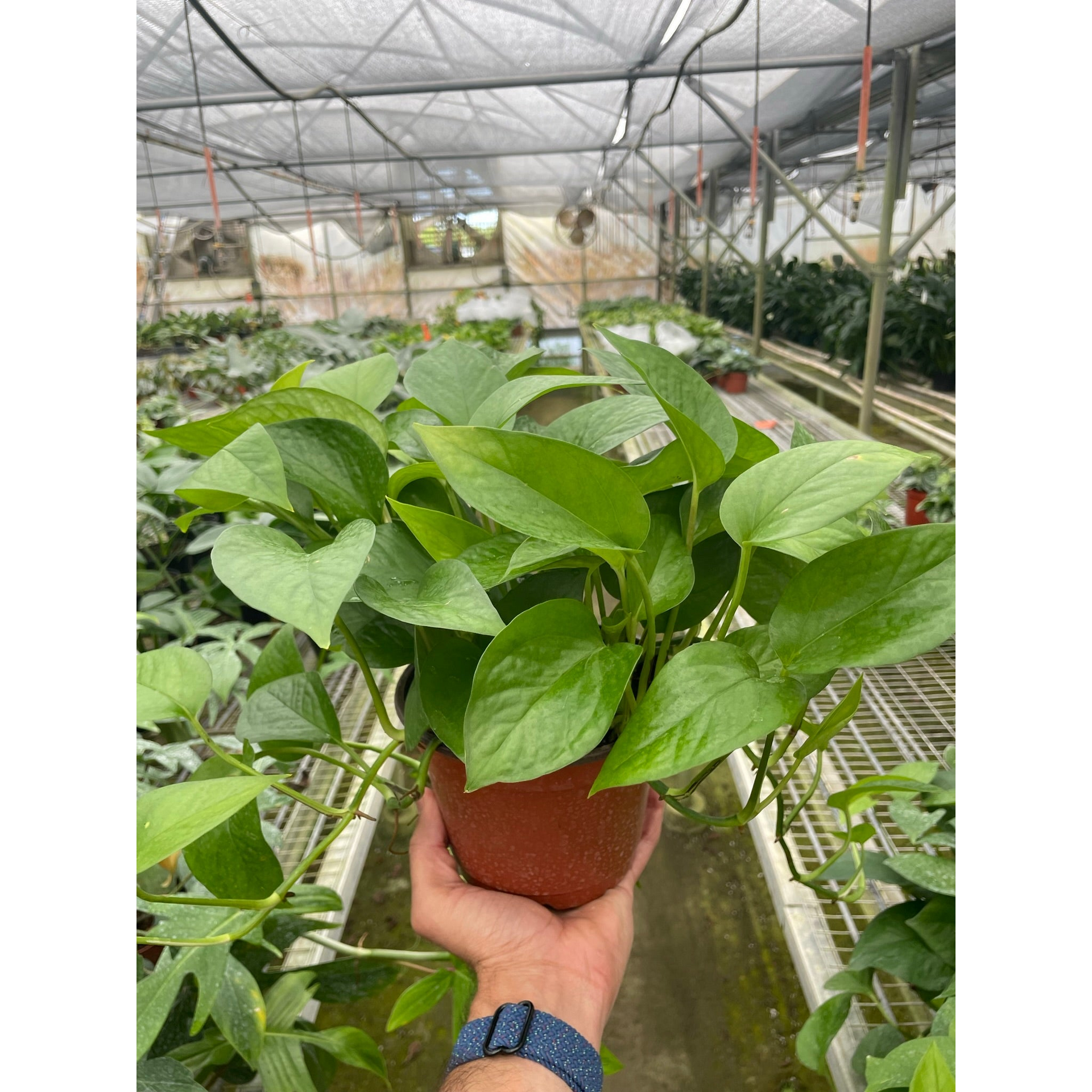 pure green pothos Pothos 'Green Queen' 4" Pot