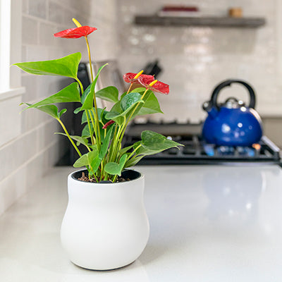 White alabaster curvy Happy Roots plant pot with flamingo houseplant on a white kitchen countertop with a bright blue kettle in background. 