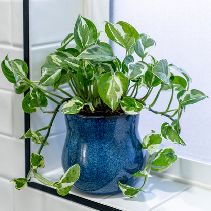 Mottled blue Happy Roots plant pot with a marble queen pothos sits on a windowsill in a bathroom with white tiles.