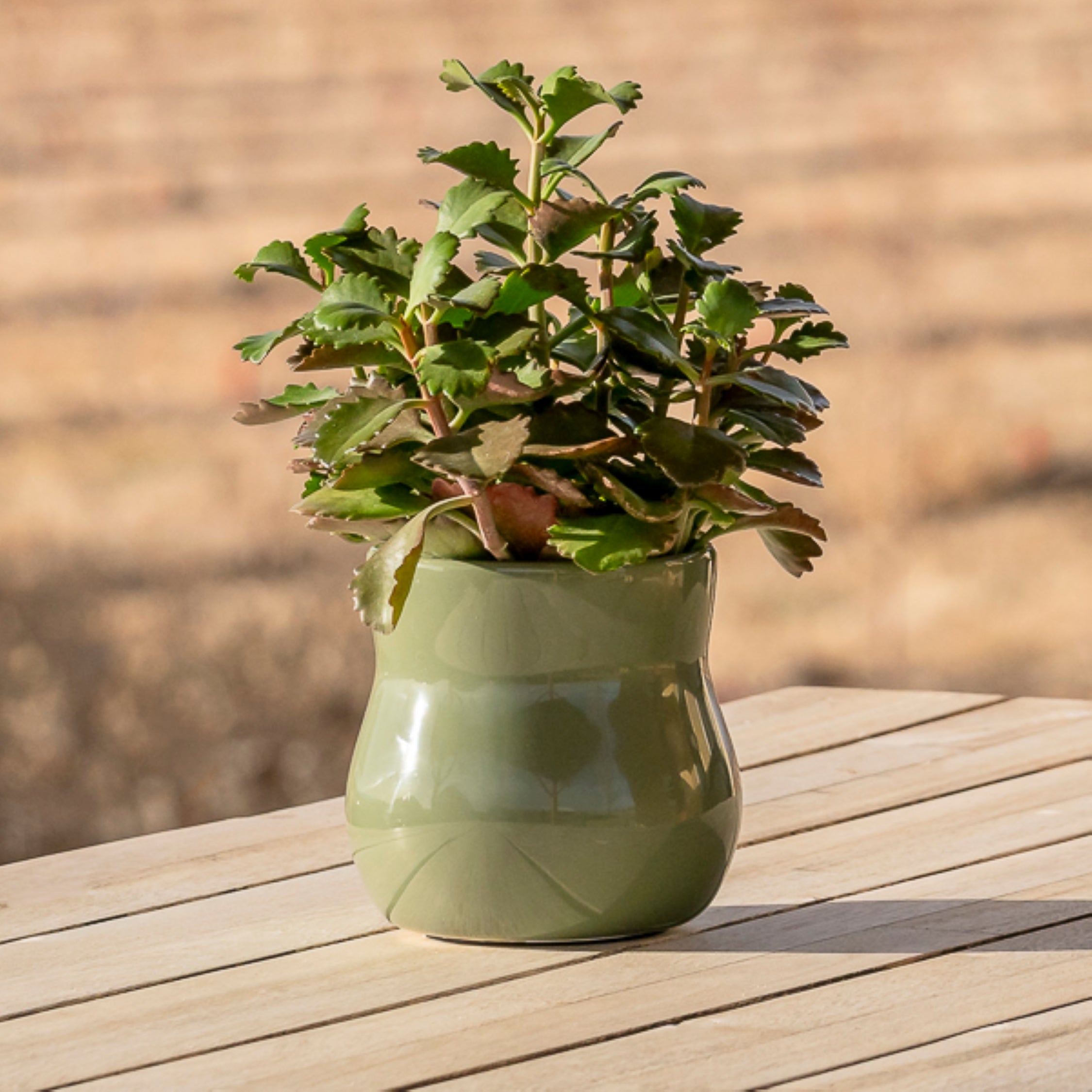 Forest green curvy Happy Roots plant pot with a succulent on a wooden picnic table outside in the afternoon sun with a field in the background.