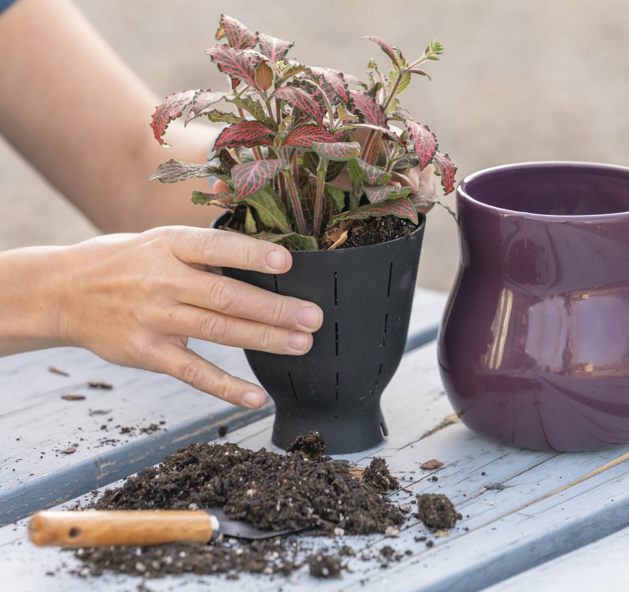Hands carefully placing a vibrant Fittonia plant with red-veined leaves into a black Happy Roots flexible liner, surrounded by soil and a small gardening tool on a weathered wooden table, with a purple ceramic Happy Roots pot nearby.