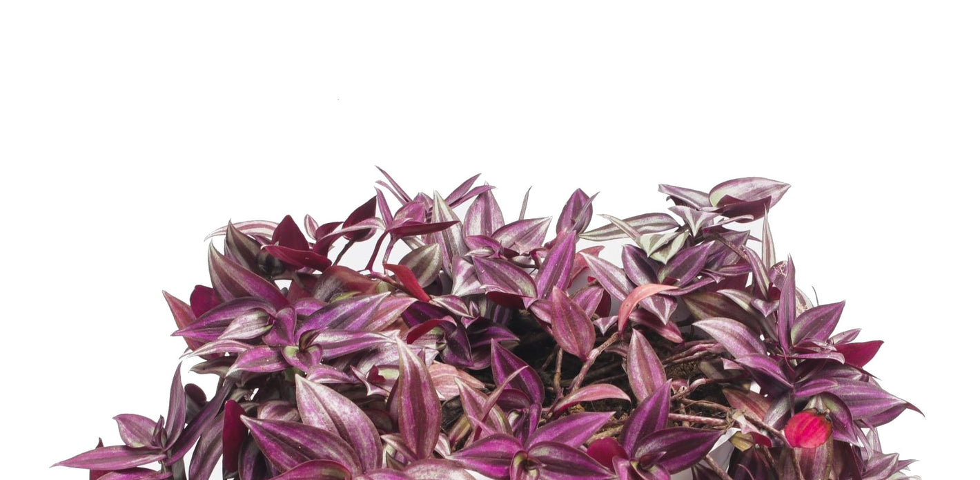 Bottom watering is ideal for Tradescantia plants because it avoids getting water on their rot-prone leaves and stems.