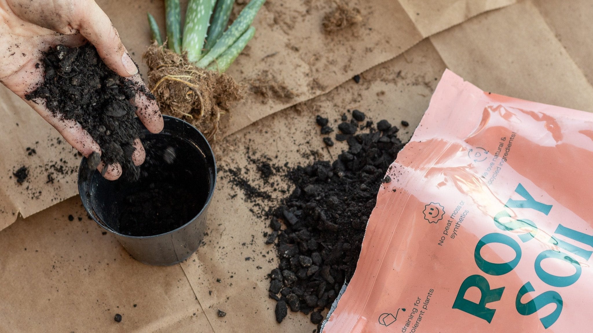 Cactus & Succulent Soil