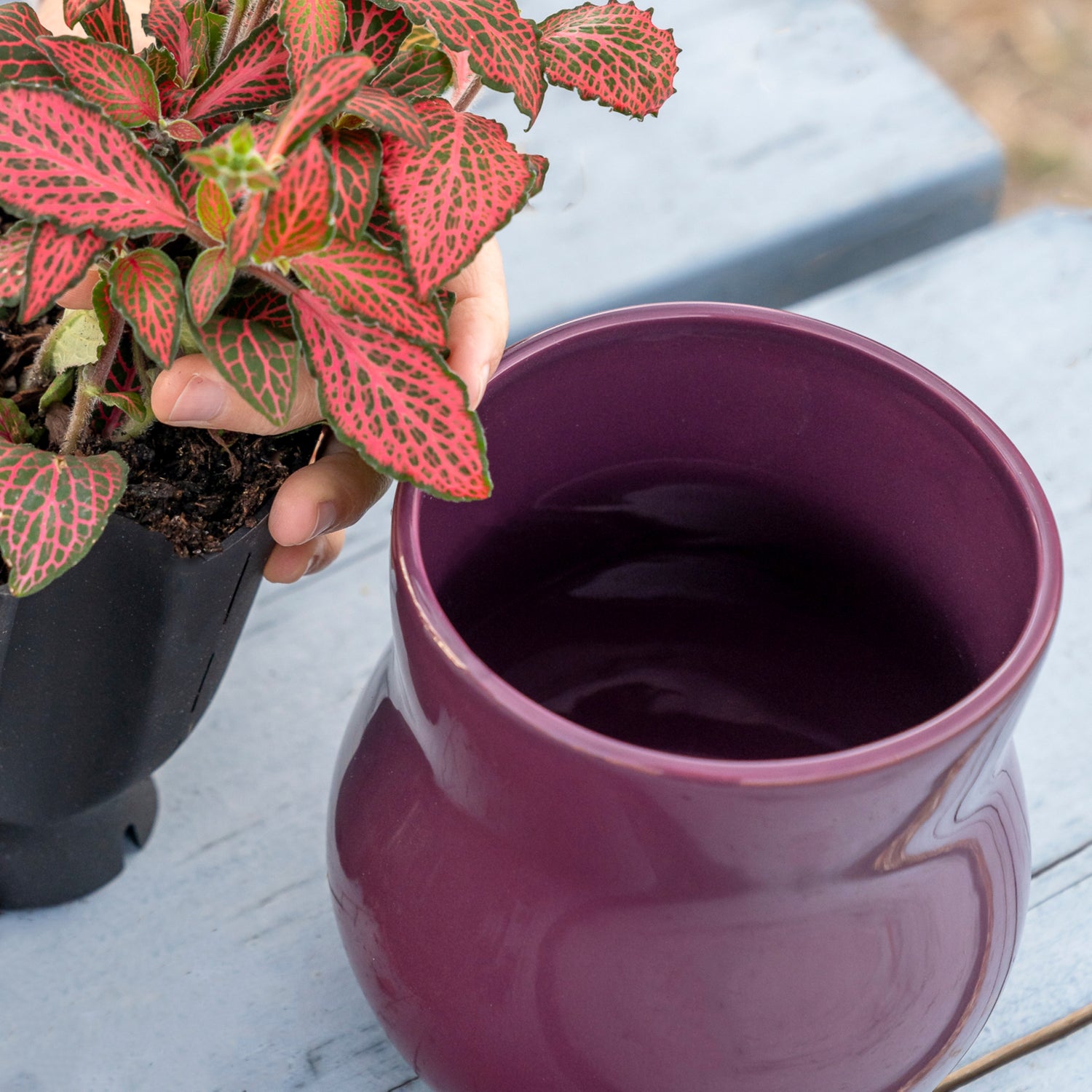 A violet purple curvy Happy Roots plant pot on a blue table next to a liner with a nerve plant in it being held by a woman&