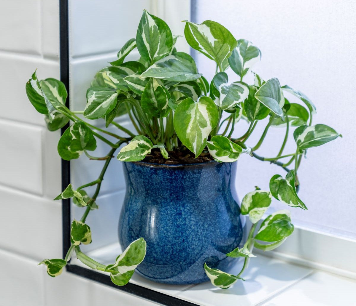 A vibrant pothos plant with variegated leaves growing in a blue Happy Roots pot, placed on a tiled windowsill in a bathroom.
