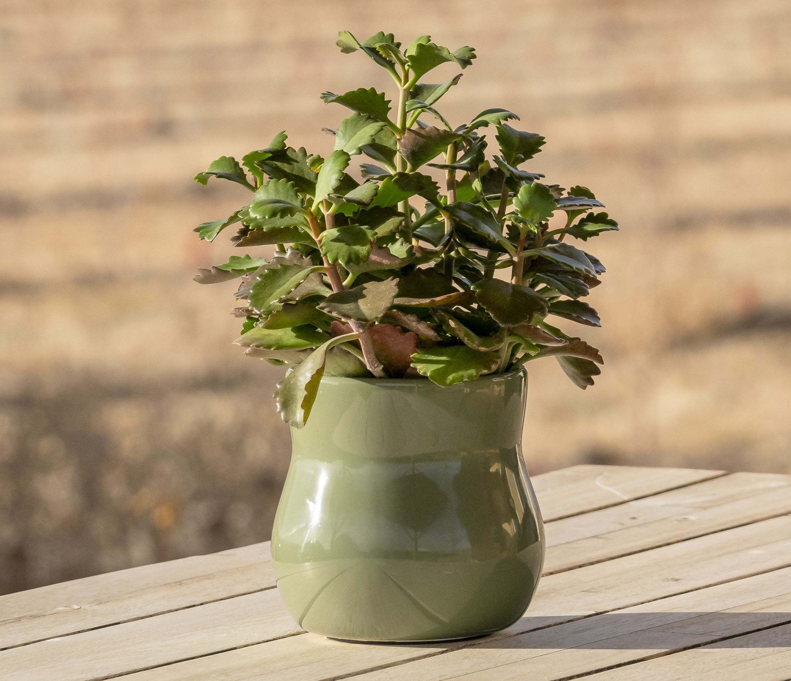 A green Happy Roots plant pot with a healthy plant placed on a wooden table, set against a blurred outdoor background.